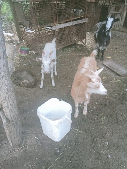 Vând capre cuminți și două iede