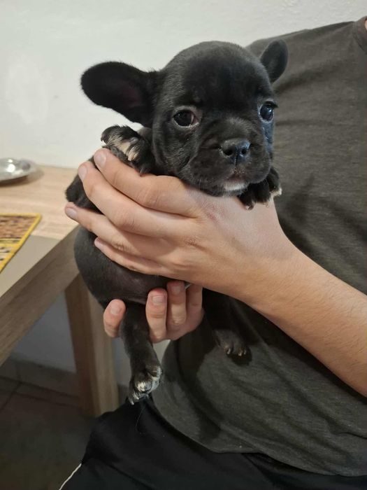 Plușuri vi Bulldog Francez