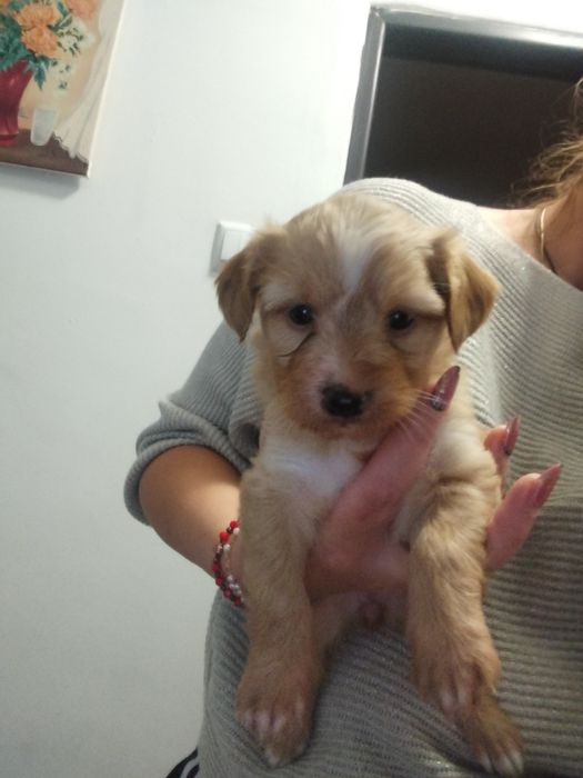 Donez cățelușă. Azi (sâmbătă, 08.11) are 5 săptămâni