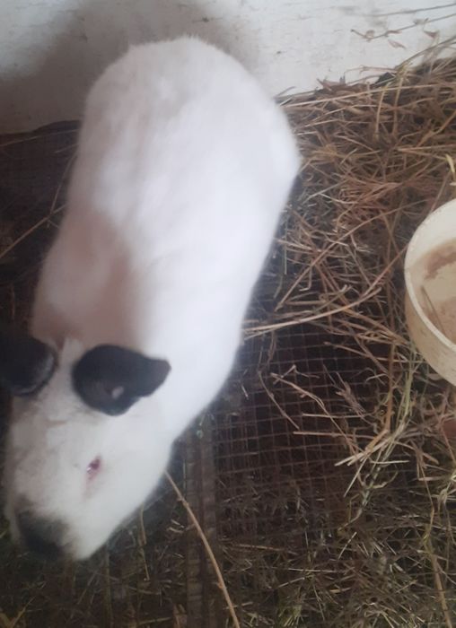 Kaliforniya zotli quyonlar.