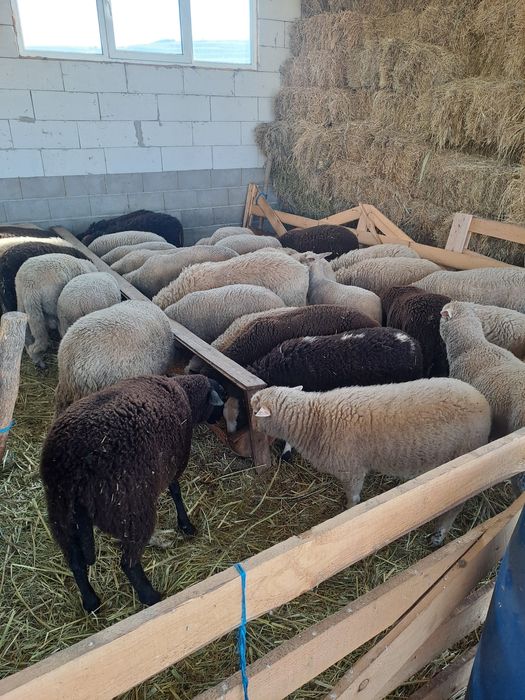 Miei metisi il de France