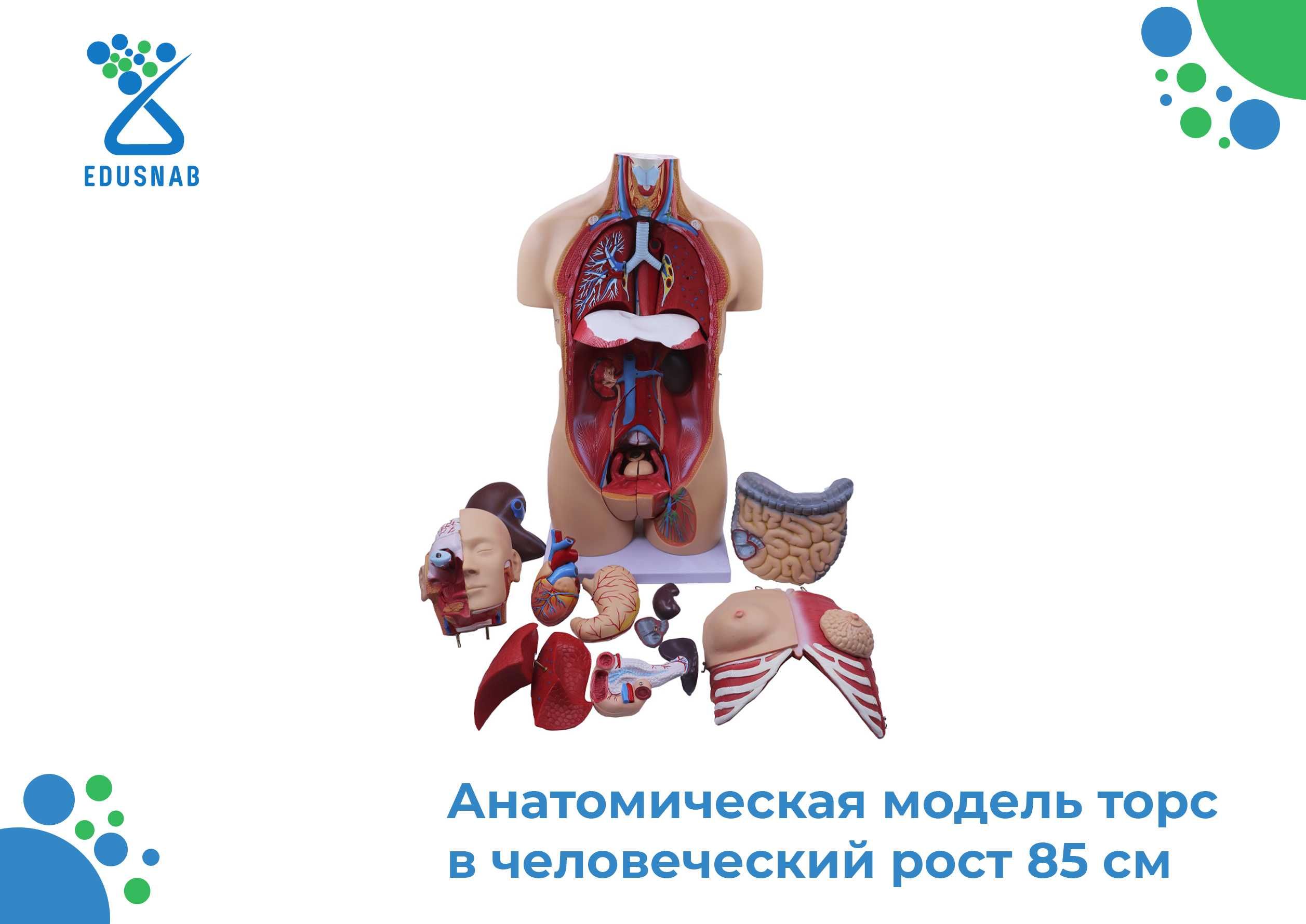 Биология/Анатомический модель/Biologiya /anatomik model