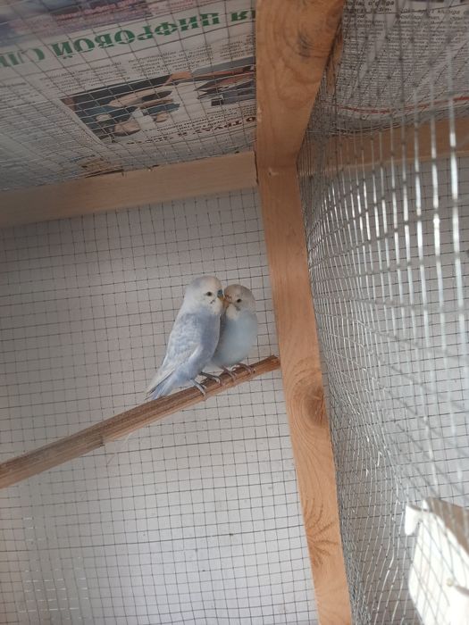 Popugaylar sotiladi soglom tayyor paralar