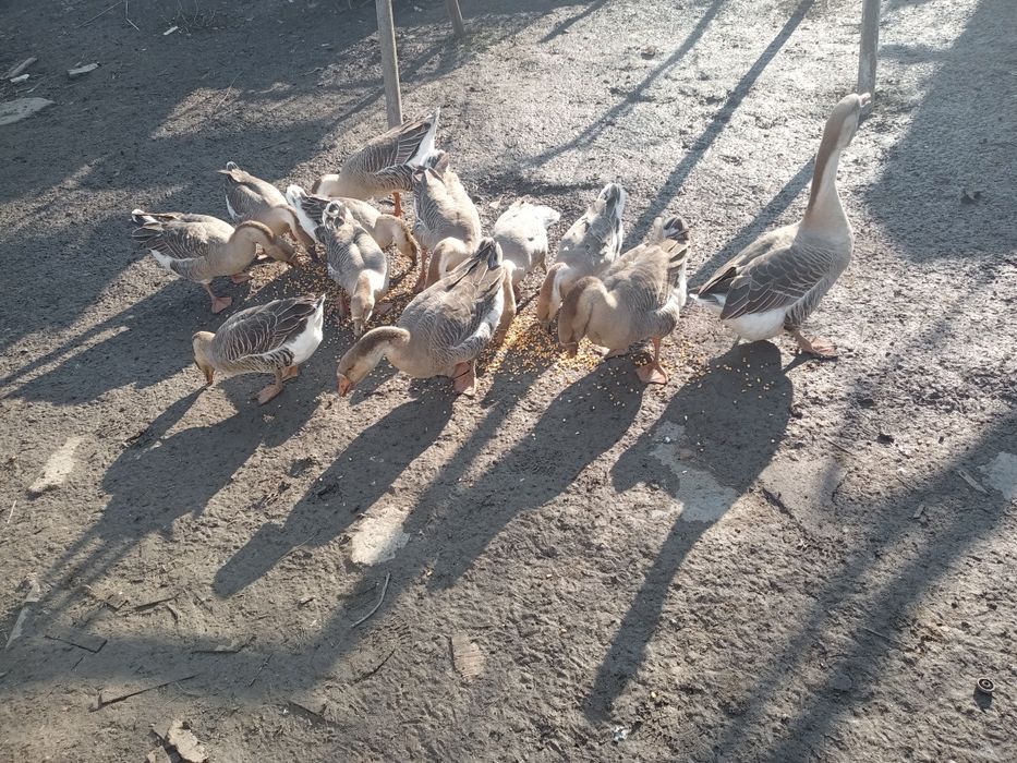 12 gâscă de vânzare