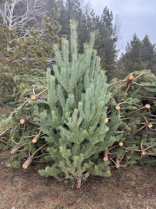 Елка и сосна новогодняя