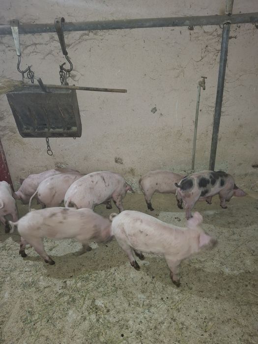 Малки прасета...