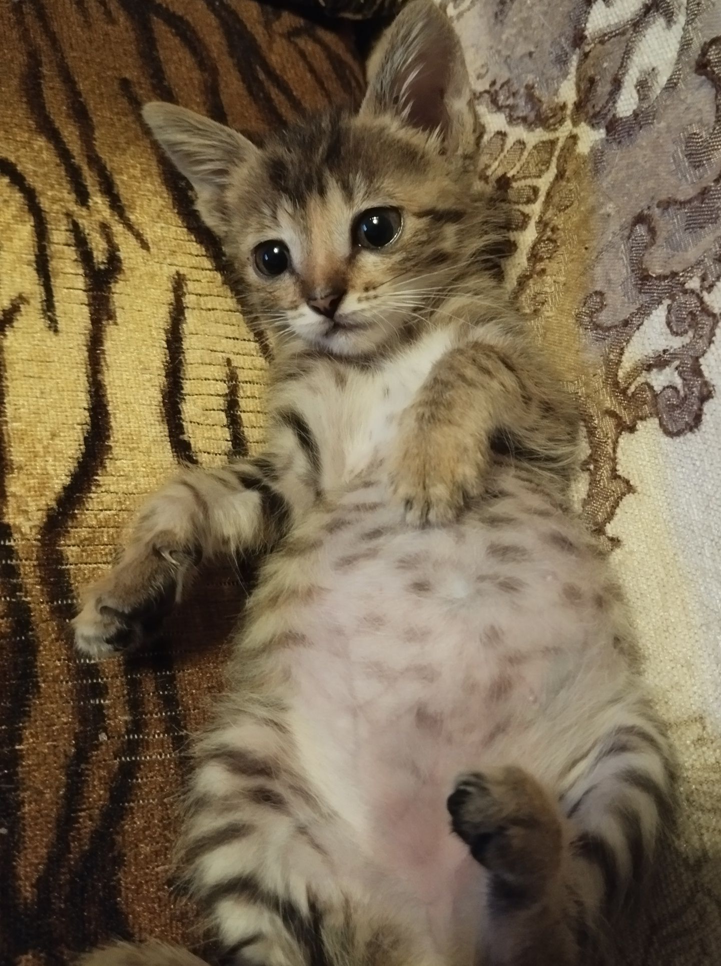 Котенок Энни (2 мес)