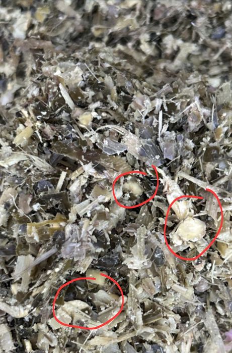 Vand Siloz de porumb, balotat si infoliat 2025