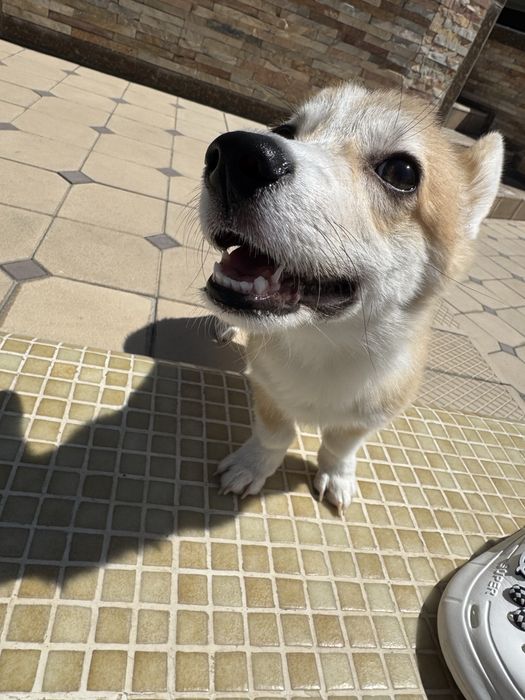 Продаю собаку породы корги