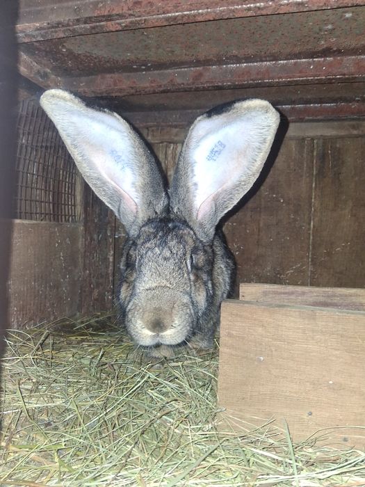 Vind 2 iepurite Urias German tatuat