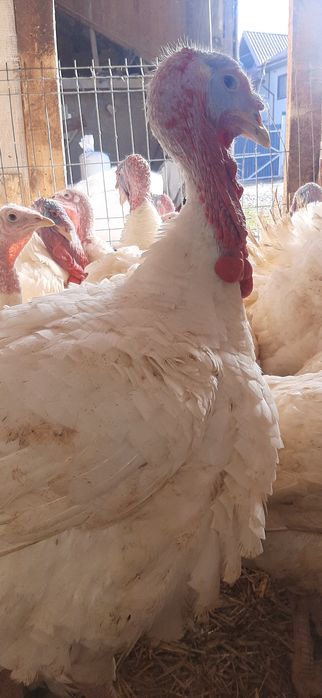 Vindem curcani crescuți bio