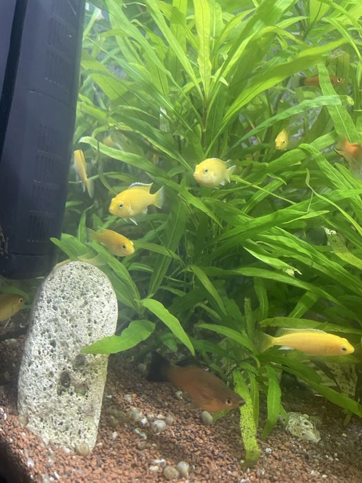 Vand ciclide africane caeluleus galbeni