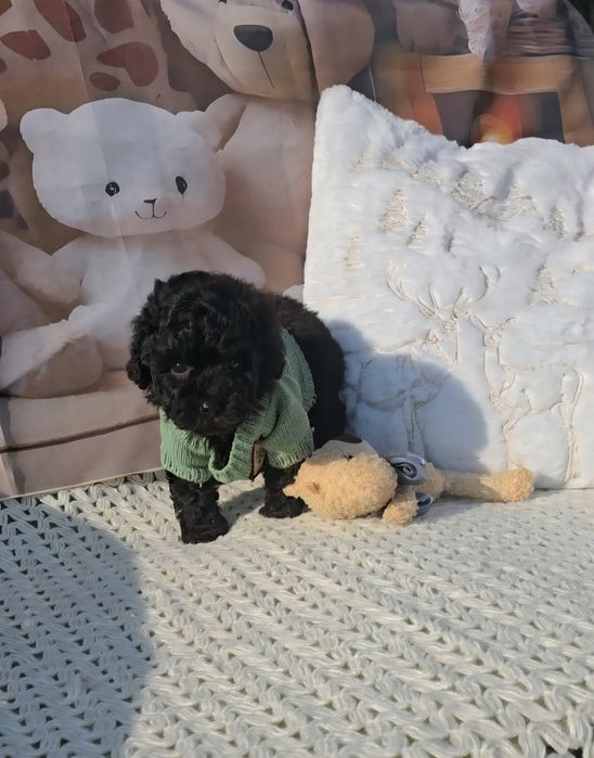 Мини пудел с родословие- 5 поколения назад