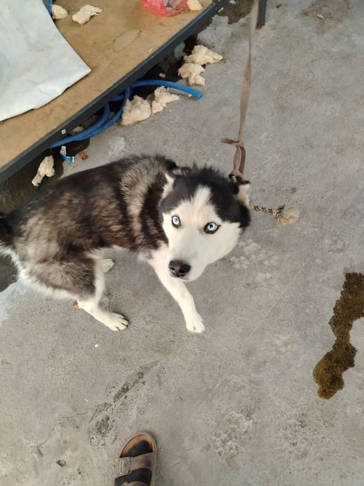 Хаска сотилади  срочно