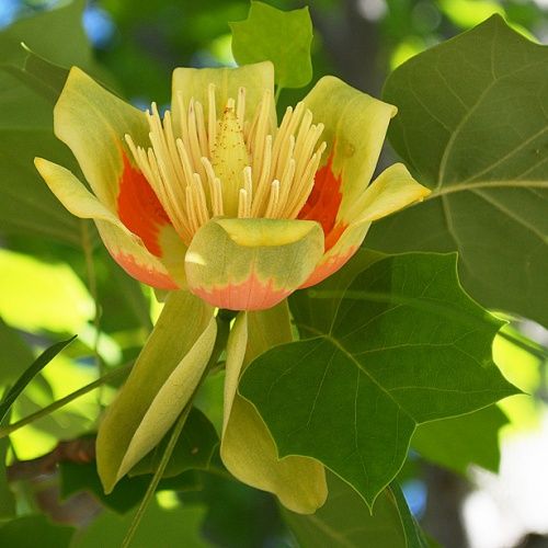 Pomi ornamentali  arborele de lalea