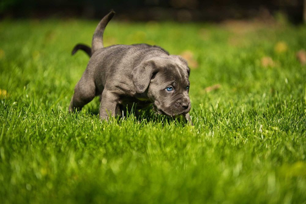 Кученца Кане Корсо Куче Cane Corso