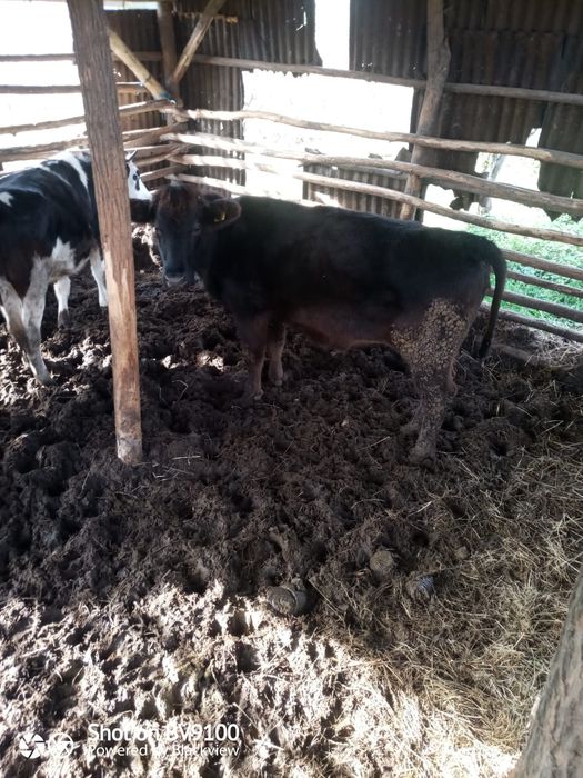 Vaca și jurinci la vânzare