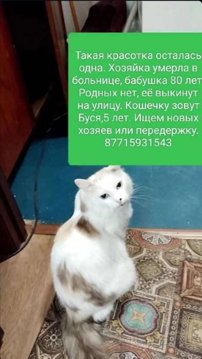 Срочно, отдам в добрые руки. Завтра она на улице уже будет