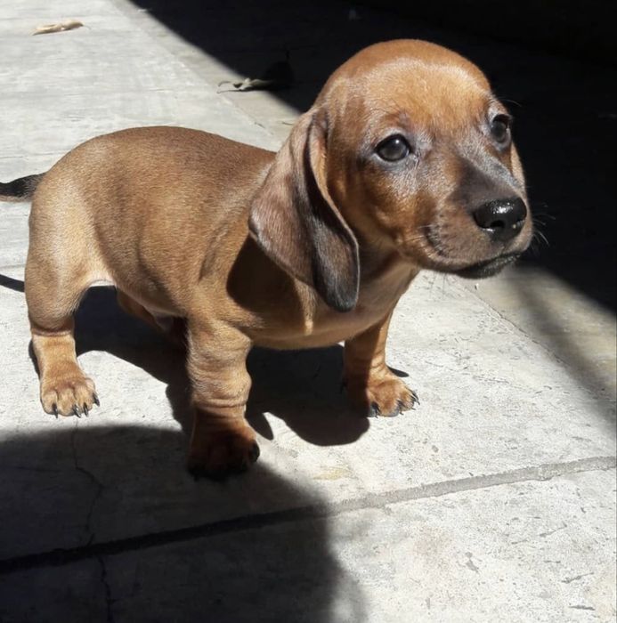 Teckel dachshund
