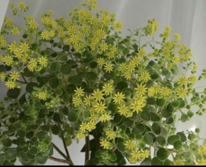 Аихризон или дерево любви.