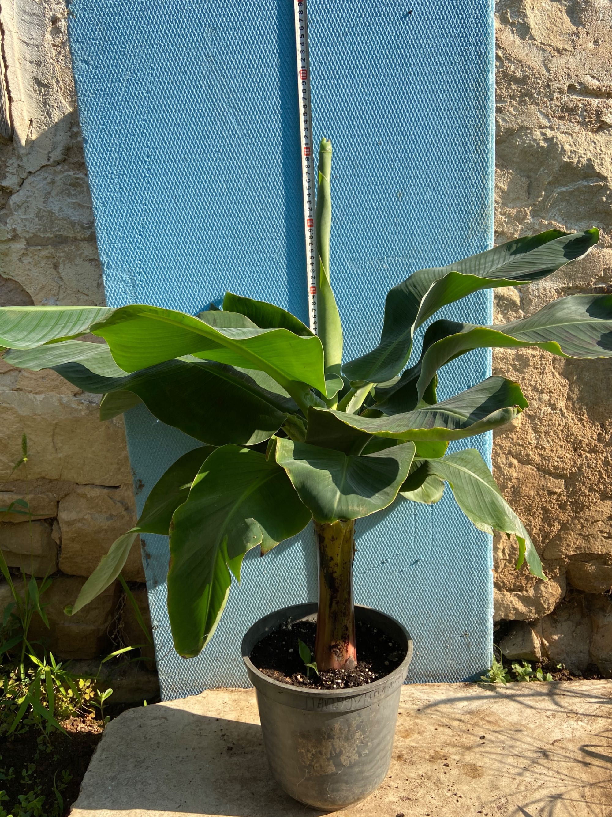 Банан ядлив джудже, Musa acuminata 'Dwarf Cavendish', растения