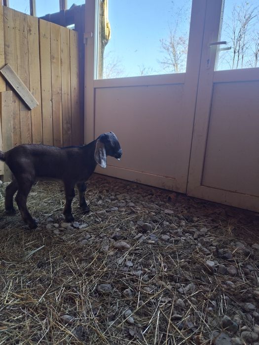 Ied anglo nubian , țapisor anglonubian