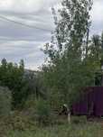Отдам деревья: осина, облепиха и яблоня, виноград