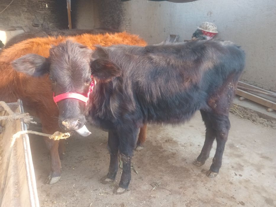 Gunojinlar sotiladi 8,5 Mln Dan kami bor sog'lom yeb ichishi zo'r