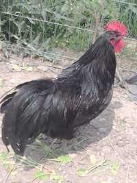 Cocos australorp