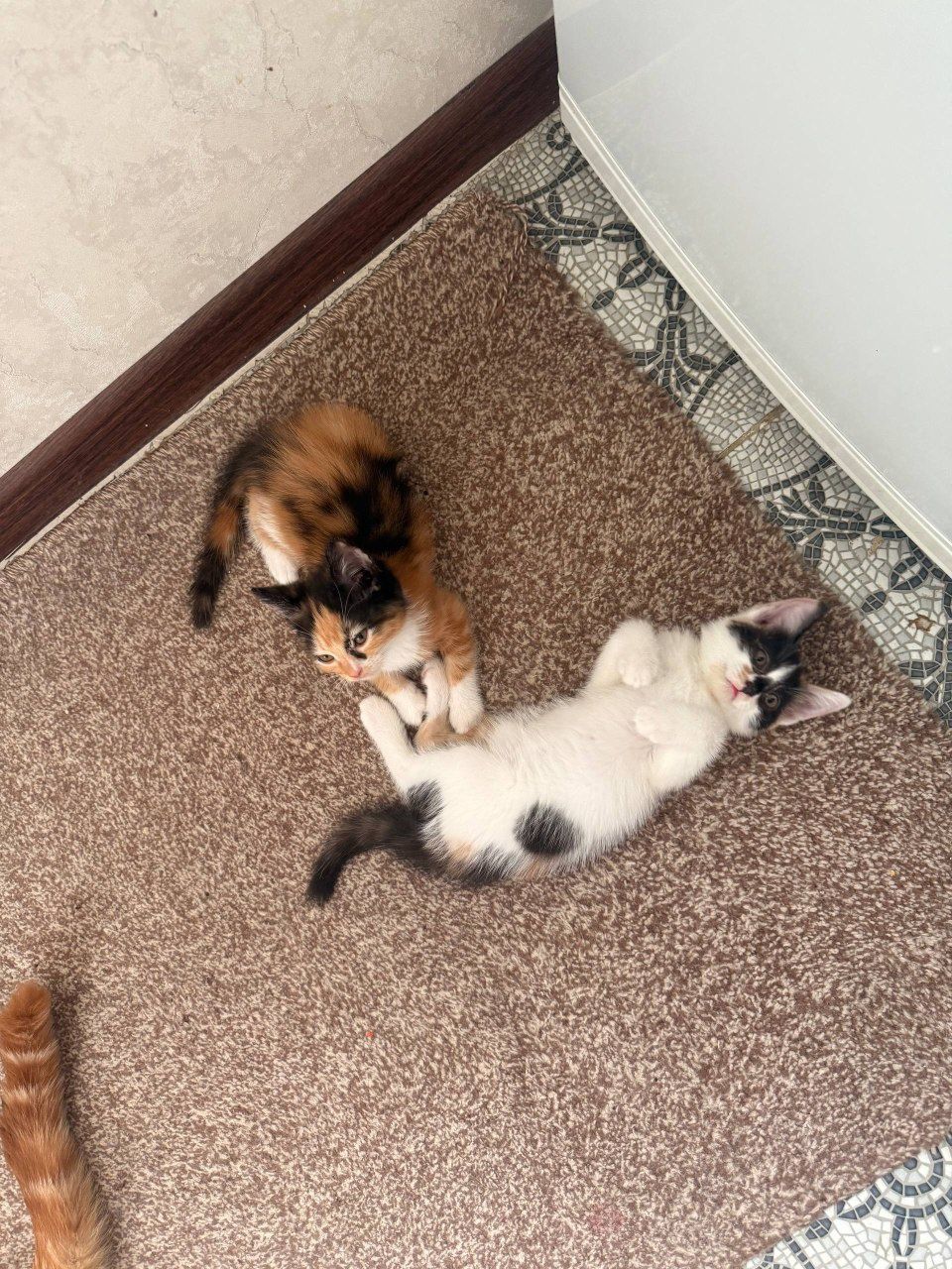 Отдам котят в добрые руки