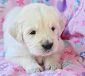 Golden Retriever cu pedigree