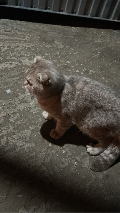 Котенок потеряшка