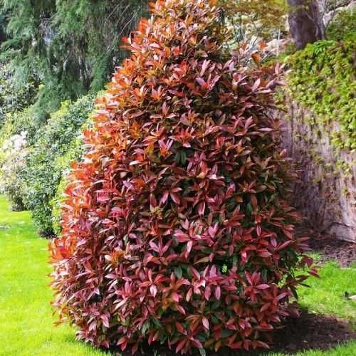 Фотиния-(Photinia Red Robin)