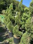 Plante ornamentale