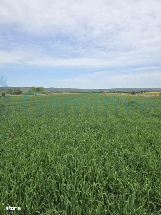 Gaminvest-Doua parcele cu acces din E60 Intravilan Osorhei,Bihor,V4142