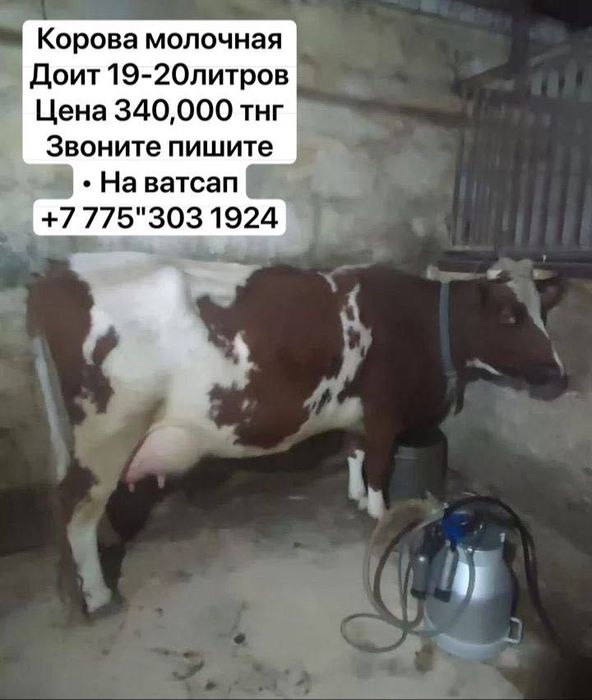 Крупная Тёлочка здоровая••