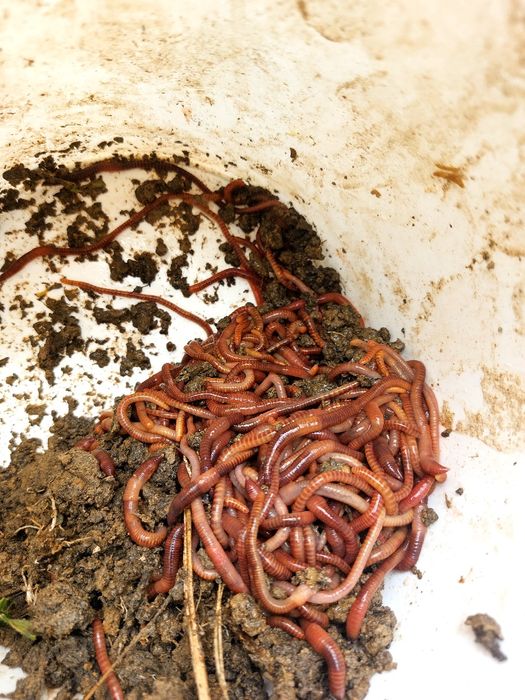 Черви, Медведка сухая,