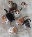 Котята трехцветки 1 мес
