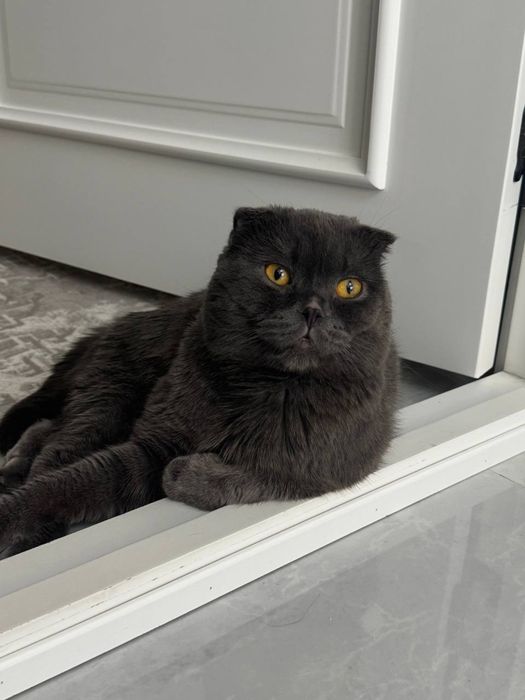 Ищем кошку для вязки