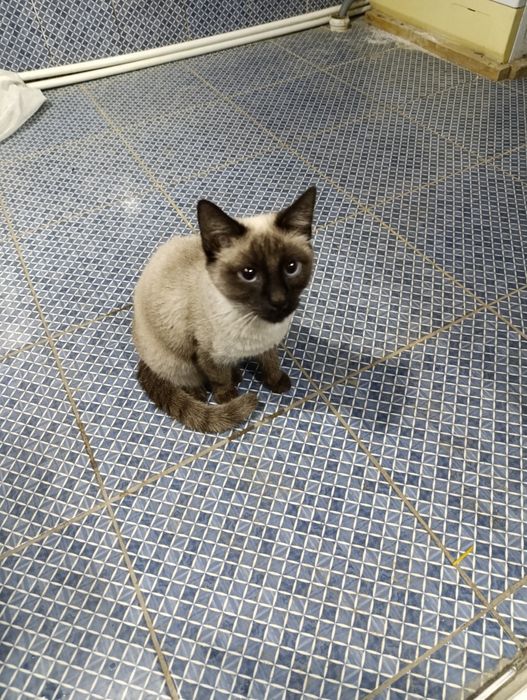 Siamskiy mushuk 8 oy ARZON