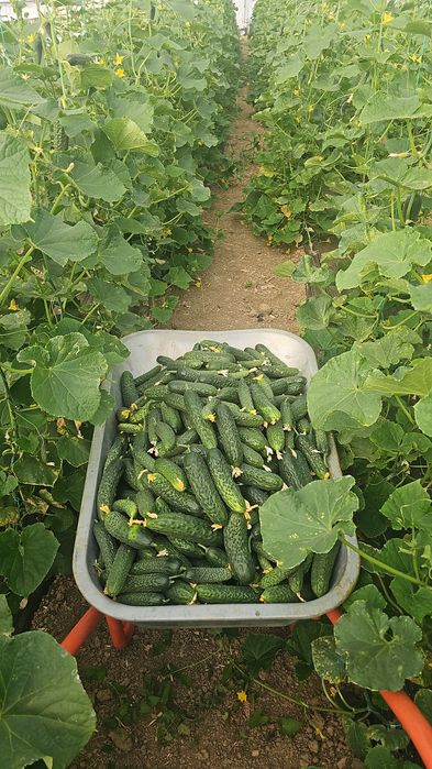 Legume consum rosii,castraveți, ardei,vinete