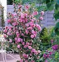 Butas (Răsad) Trandafir Japonez , Roz, rosu, galben, alb, portocaliu