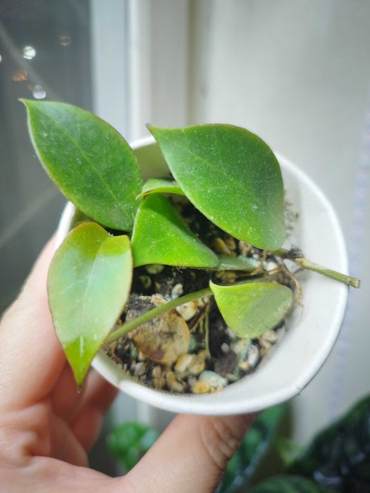 Комнатные растерия