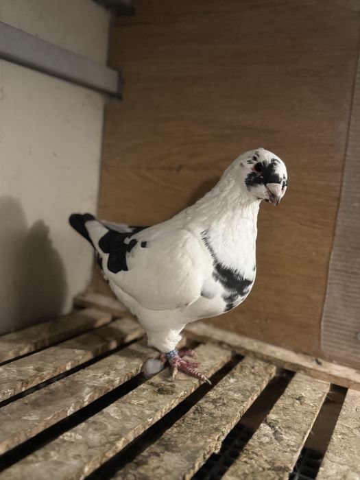 Porumbei americani AGH maturi si tineri