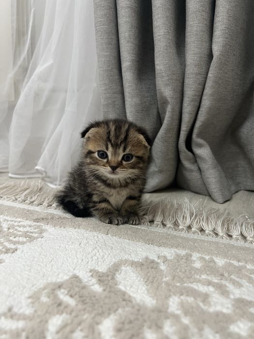 Вислоухий породистый котенок