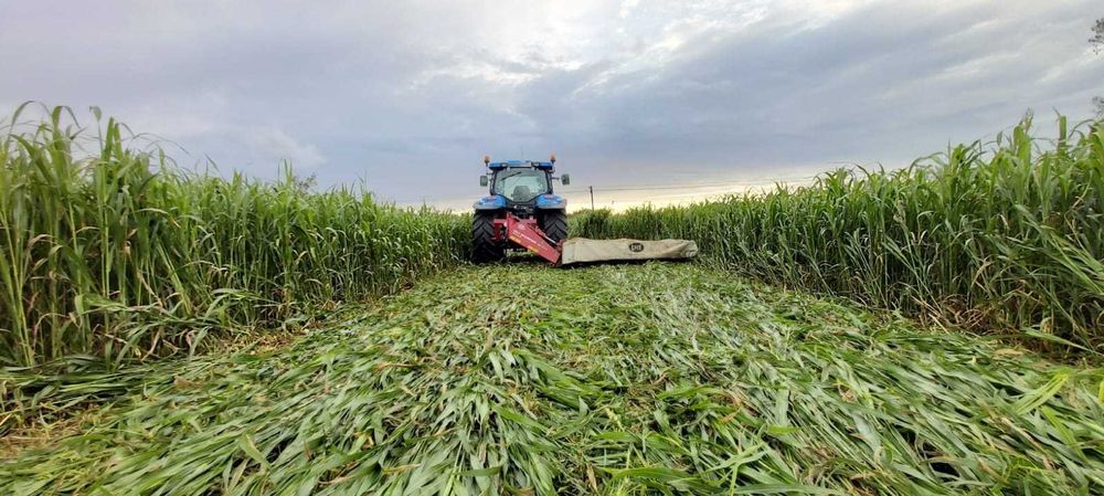 Samanta sorg si iarba de sudan, cultura de vara rezistenta la seceta