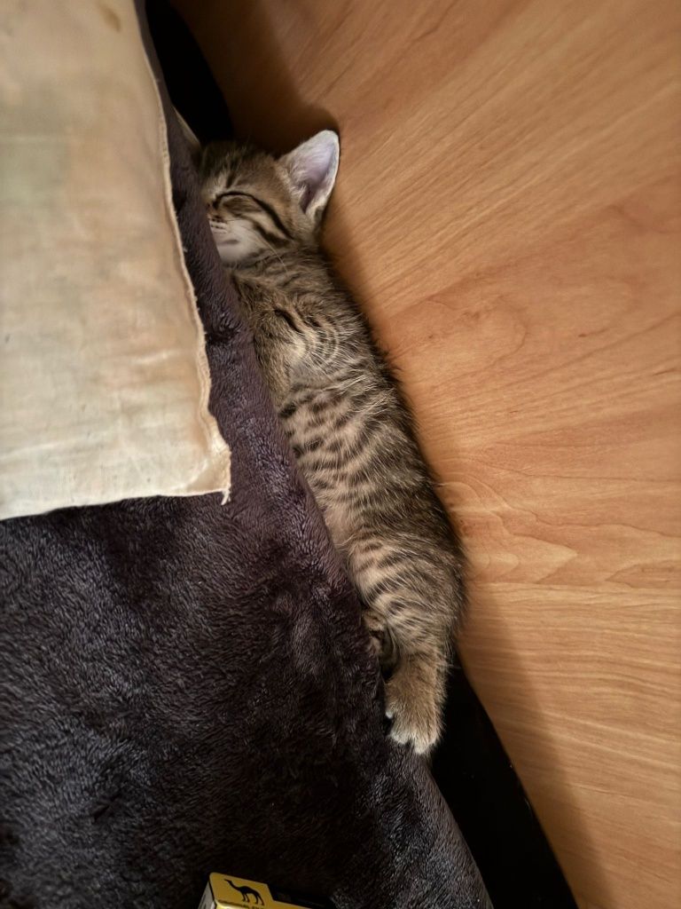 Pisicuta pt adoptie