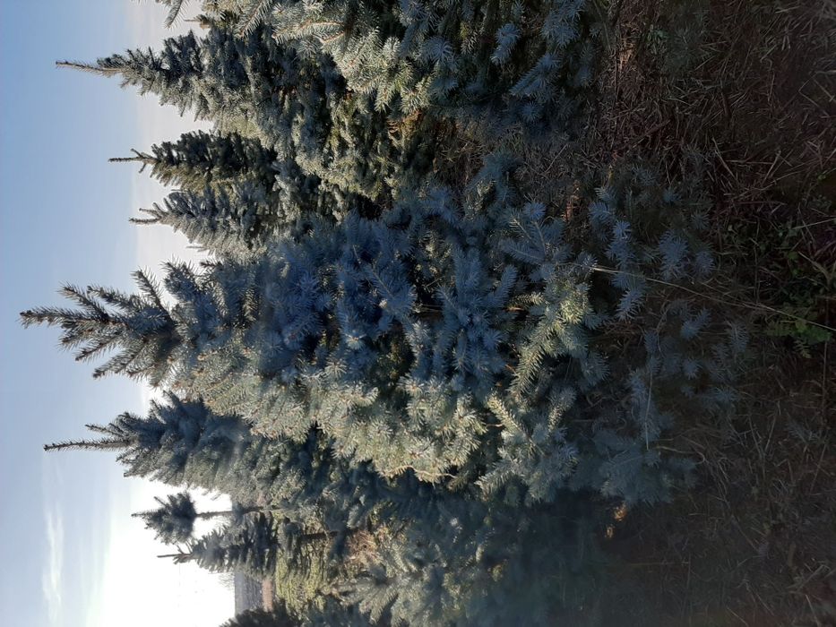Vindem tuia brazi mesteacăn tei platan magnoli etc