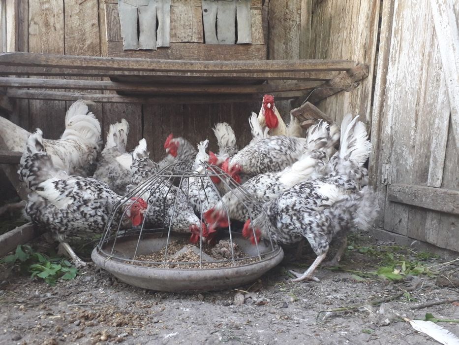 Пушкинские куры.