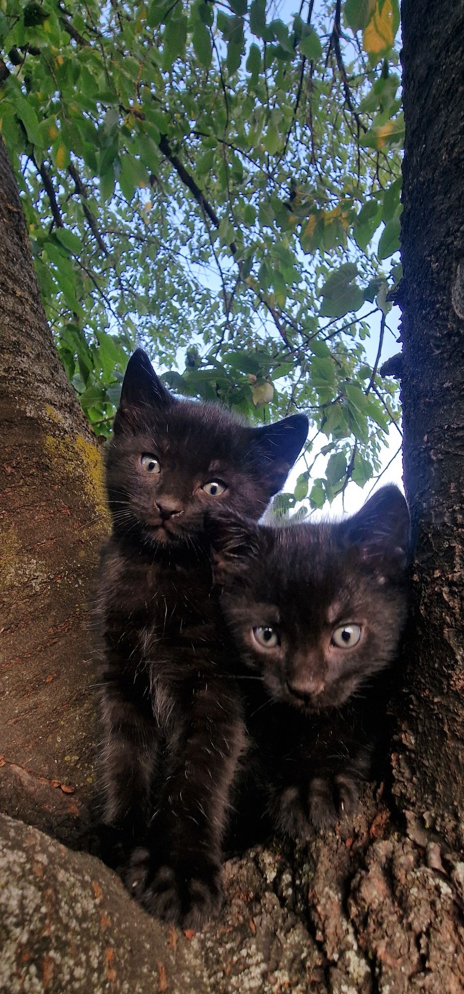 Черни котенца на 1,5 месеца